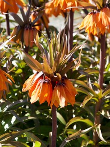 Fritillaria aurora.jpg